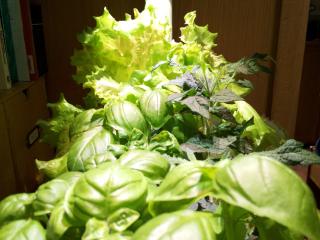 📸 Indoor Garden Timelapse