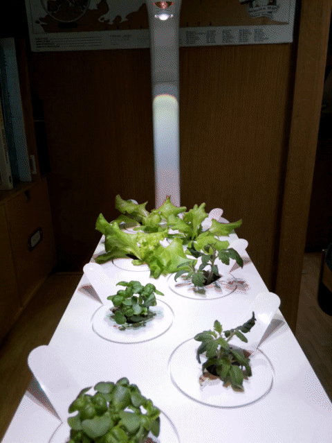 Indoor Garden Timelapse