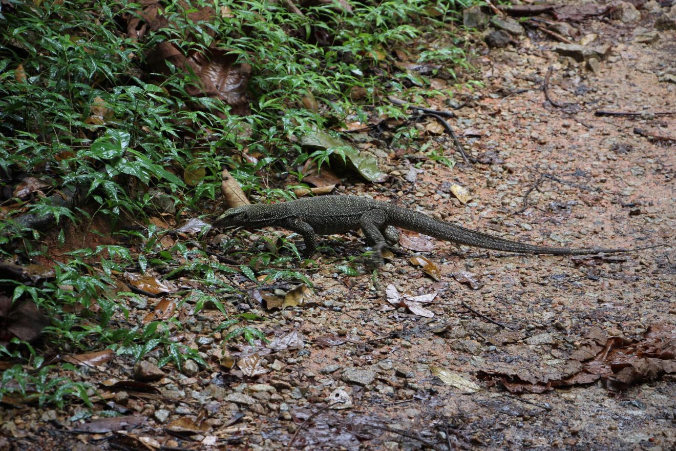 Lizard