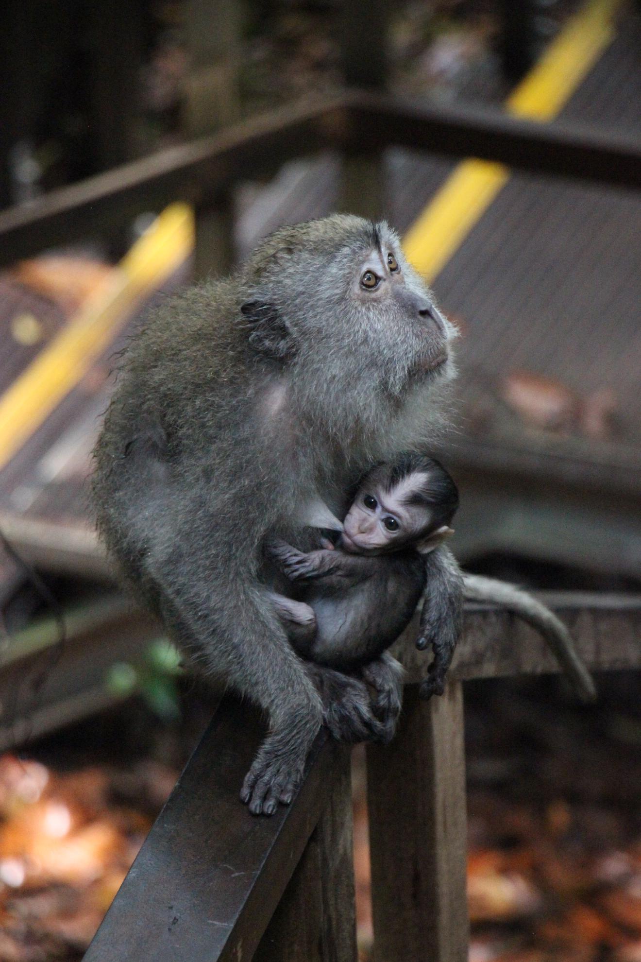 Monkey