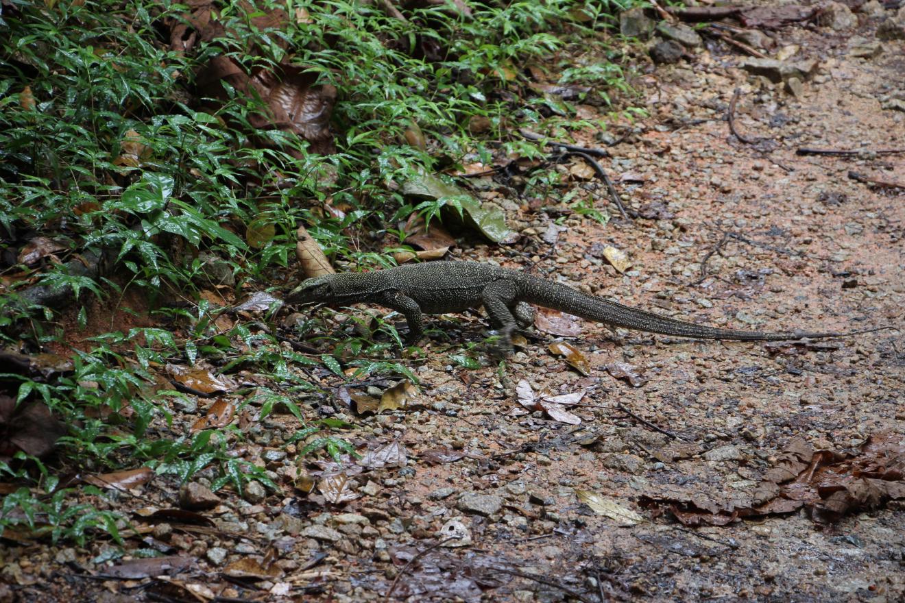 Lizard
