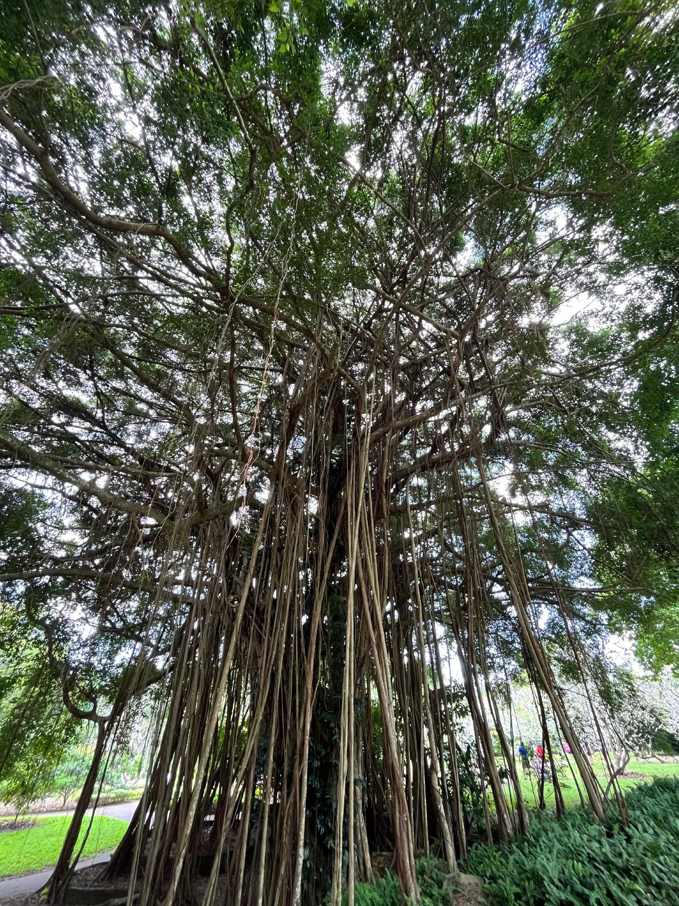 Strangling Fig