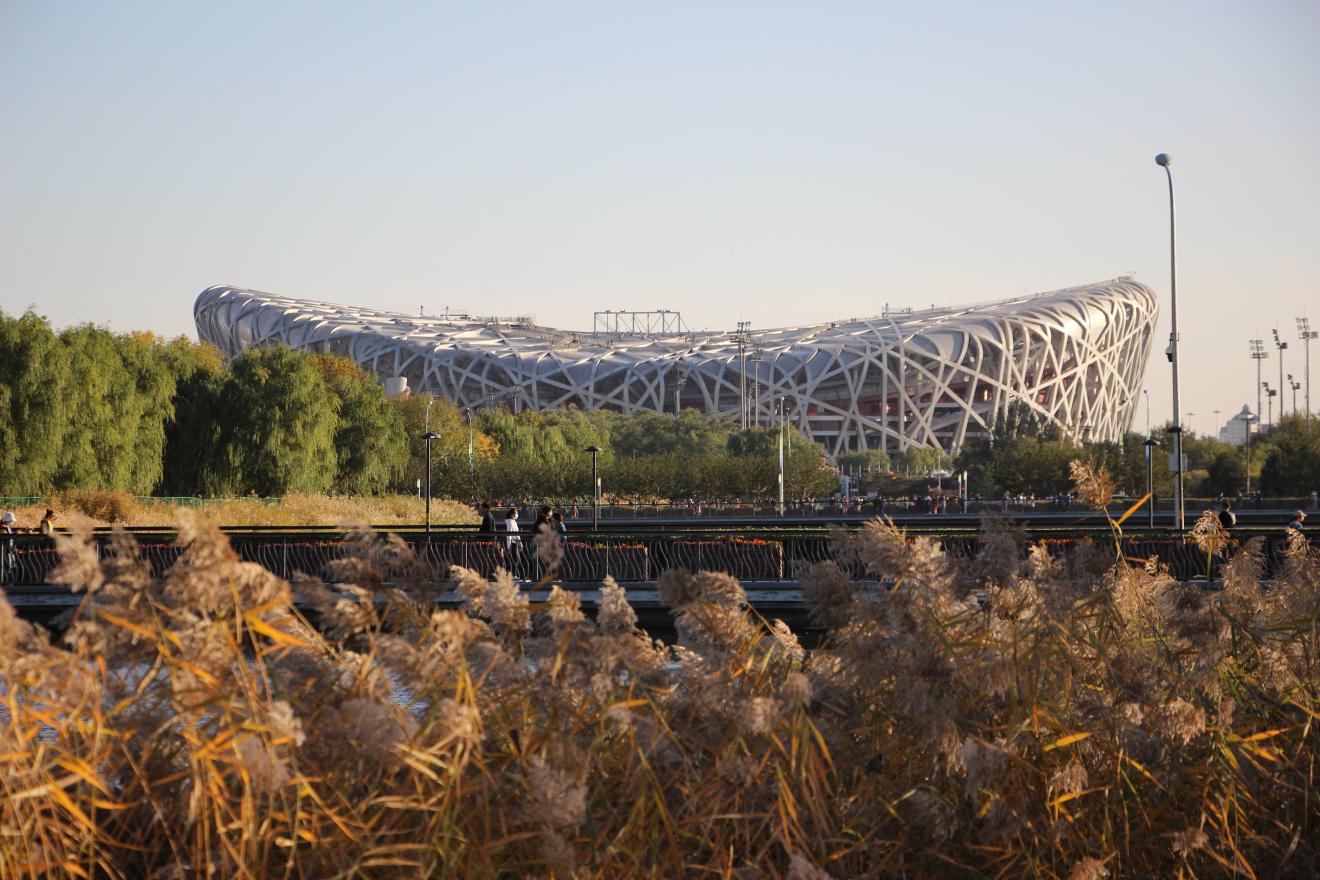 The Birds Nest