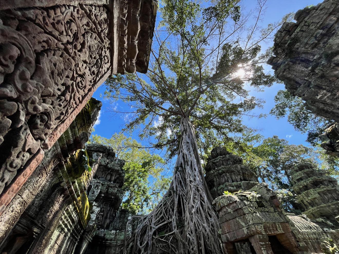 Tree growing out of Ta Phrom